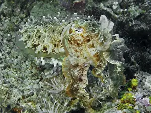Camouflages Prints: Octopus, broad-armed sepia (Sepia latimanus)