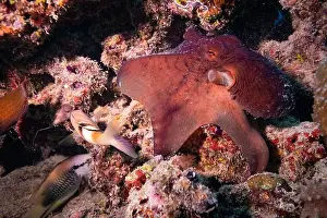 Secrets Prints: Octopus camouflaging with coral reef on scuba diving site