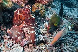 Secrets Prints: Octopus camouflaging with coral reef on scuba diving site
