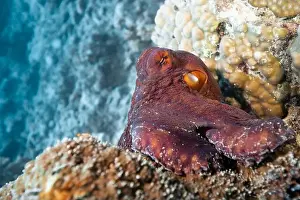 Secrets Prints: Octopus camouflaging with coral reef on scuba diving site