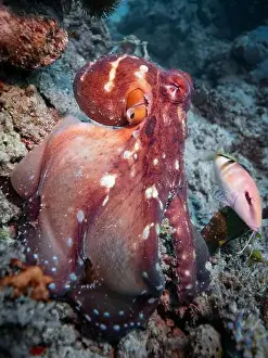 Secrets Prints: Octopus camouflaging with coral reef on scuba diving site