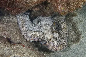 Camouflaging Prints: An octopus, Common Octopus (Octopus vulgaris)