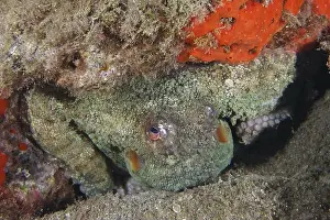 Camouflages Prints: An octopus, Common Octopus (Octopus vulgaris)