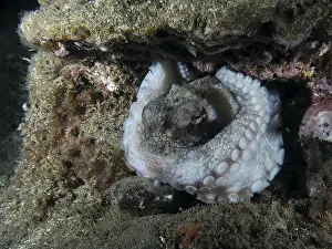 Canaries Prints: An octopus, Common Octopus (Octopus vulgaris)