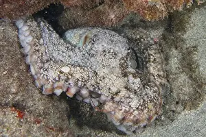 Camouflages Prints: An octopus, Common Octopus (Octopus vulgaris)