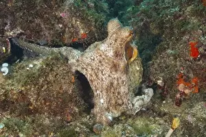 Coastal Area Prints: Octopus, Common Octopus (Octopus vulgaris)