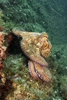 Octopuses Prints: Octopus, Common Octopus (Octopus vulgaris)