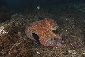 Rocky Coast Prints: Octopus, Common Octopus (Octopus vulgaris)