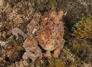 Camouflaging Prints: Octopus, Common Octopus (Octopus vulgaris)
