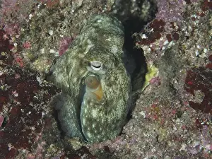 The Rock Prints: An octopus, Common Octopus (Octopus vulgaris) juvenile