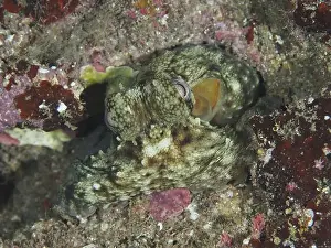 Cote Dazur Prints: Octopus, Common Octopus (Octopus vulgaris) juvenile