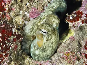 Cote Dazur Prints: Octopus, Common Octopus (Octopus vulgaris) juvenile
