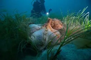Scuba Diver Prints: Octopus hunting for food on sand reef