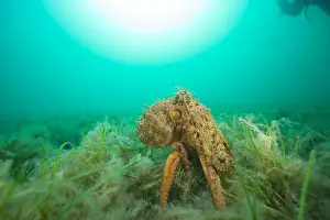 Scuba Diver Prints: Octopus hunting for food on sand reef