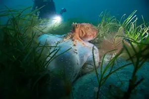 Scuba Diver Prints: Octopus hunting for food on sand reef