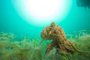 Scuba Diver Prints: Octopus hunting for food on sand reef