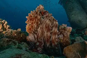 Marine Creature Prints: Octopus king of camouflage in the Red Sea, Eilat Israel