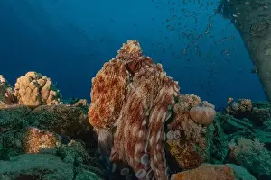 Marine Creature Prints: Octopus king of camouflage in the Red Sea, Eilat Israel