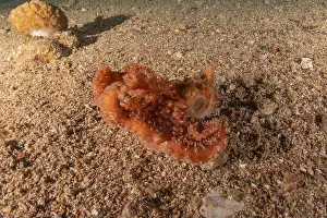 Marine Creature Prints: Octopus king of camouflage in the Red Sea, Eilat Israel