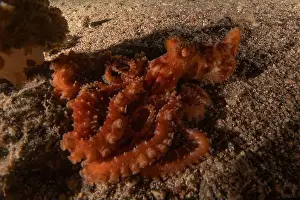 Marine Creature Prints: Octopus king of camouflage in the Red Sea, Eilat Israel