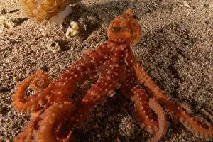 Marine Creature Prints: Octopus king of camouflage in the Red Sea, Eilat Israel