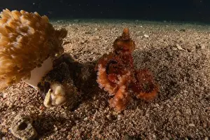 Marine Creature Prints: Octopus king of camouflage in the Red Sea, Eilat Israel