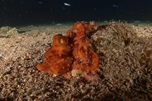 Marine Creature Prints: Octopus king of camouflage in the Red Sea, Eilat Israel