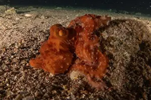 Marine Creature Prints: Octopus king of camouflage in the Red Sea, Eilat Israel