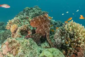 Marine Creature Prints: Octopus king of camouflage in the Red Sea, Eilat Israel