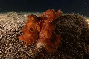 Marine Creature Prints: Octopus king of camouflage in the Red Sea, Eilat Israel
