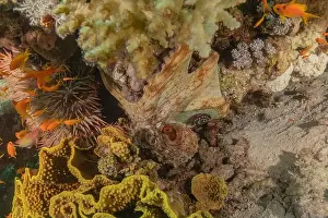 Marine Creature Prints: Octopus king of camouflage in the Red Sea, Eilat Israel