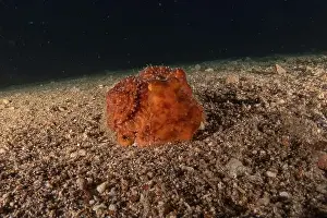 Marine Creature Prints: Octopus king of camouflage in the Red Sea, Eilat Israel