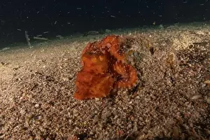 Marine Creature Prints: Octopus king of camouflage in the Red Sea, Eilat Israel