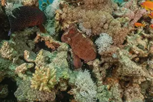 Marine Creature Prints: Octopus king of camouflage in the Red Sea, Eilat Israel