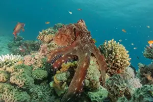 Marine Creature Prints: Octopus king of camouflage in the Red Sea, Eilat Israel