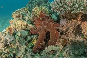 Marine Creature Prints: Octopus king of camouflage in the Red Sea, Eilat Israel