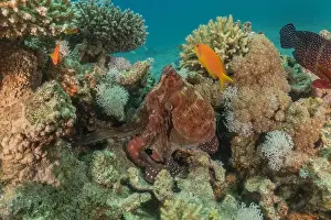 Marine Creature Prints: Octopus king of camouflage in the Red Sea, Eilat Israel