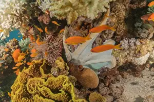 Marine Creature Prints: Octopus king of camouflage in the Red Sea, Eilat Israel