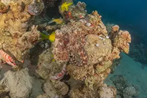 Marine Creature Prints: Octopus king of camouflage in the Red Sea, Eilat Israel
