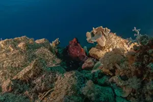 Marine Creature Prints: Octopus king of camouflage in the Red Sea, Eilat Israel