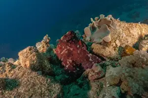Marine Creature Prints: Octopus king of camouflage in the Red Sea, Eilat Israel