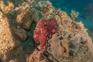 Marine Creature Prints: Octopus king of camouflage in the Red Sea, Eilat Israel
