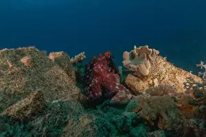 Marine Creature Prints: Octopus king of camouflage in the Red Sea, Eilat Israel