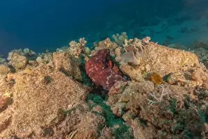 Marine Creature Prints: Octopus king of camouflage in the Red Sea, Eilat Israel