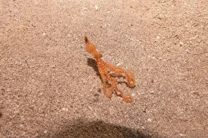 Marine Creature Prints: Octopus king of camouflage in the Red Sea, Eilat Israel