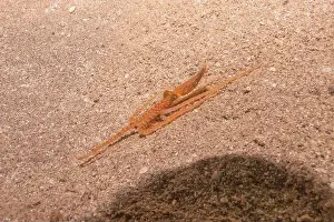 Marine Creature Prints: Octopus king of camouflage in the Red Sea, Eilat Israel