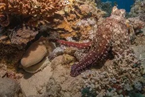 Marine Creature Prints: Octopus king of camouflage in the Red Sea, Eilat Israel
