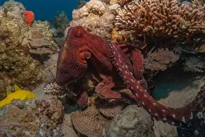 Marine Creature Prints: Octopus king of camouflage in the Red Sea, Eilat Israel