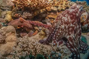 Marine Creature Prints: Octopus king of camouflage in the Red Sea, Eilat Israel