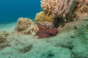 Marine Creature Prints: Octopus king of camouflage in the Red Sea, Eilat Israel